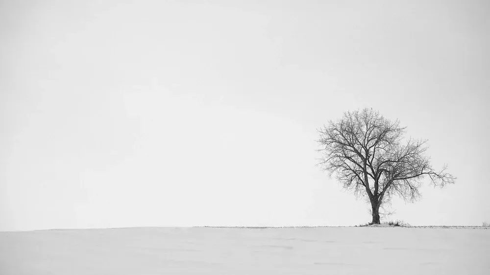 A real tree image for representing Merkle Tree